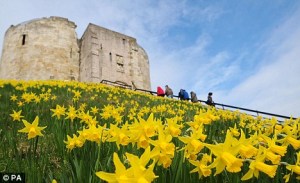 daffodils Yellow Daffodils
