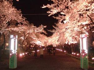 sakura-road sakura-road